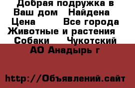 Добрая подружка,в Ваш дом!!!Найдена › Цена ­ 10 - Все города Животные и растения » Собаки   . Чукотский АО,Анадырь г.